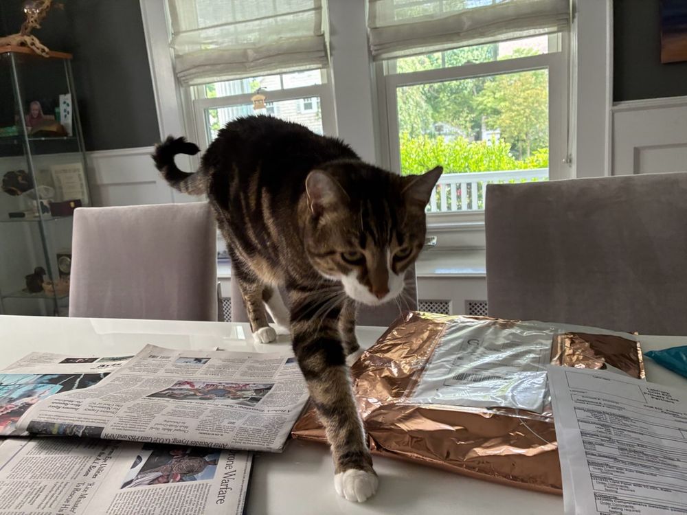 A tabby cat with brown/black stripes and white mask and white feet steps over newspapers strewn about a white table. 