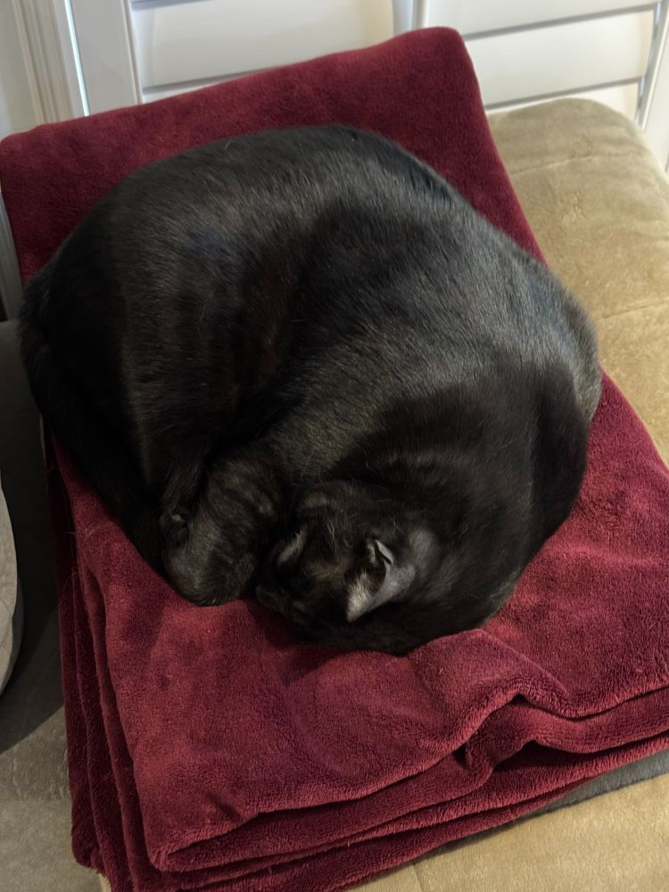 cat, all curled-up, sleeping on a burgundy blanket on the couch