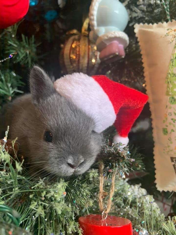 grey bunny in a christmas tree with a red santa hat