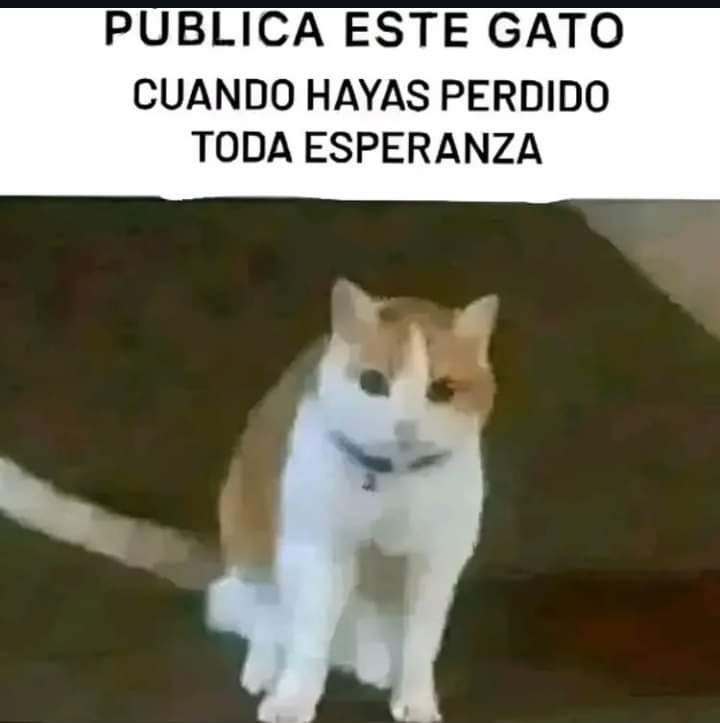 Un gatito color naranja y blanco con la leyenda: "Pública este gato cuando hayas perdido toda esperanza"
