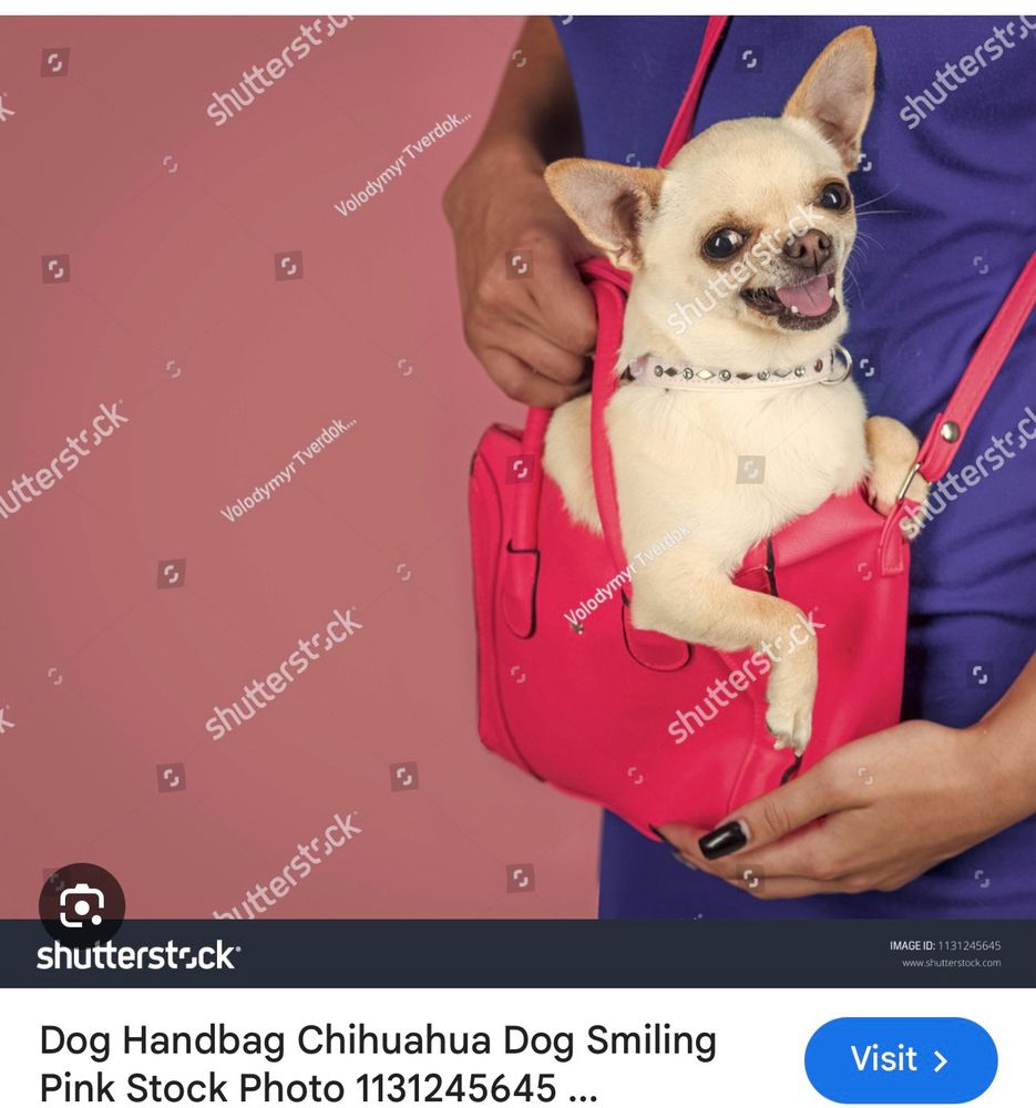 A Shutterstock watermarked stock photo of a tan chihuahua in a red handbag carried by a person whose head is not shown. The dog looks a little psychotic but the title of the photo printed across the bottom is “Dog Handbag Chihuahua Dog Smiling Pink Stock Photo”  