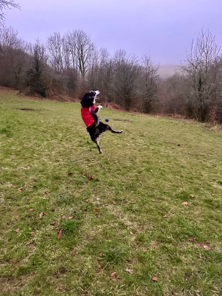 A collie jumps into the air 