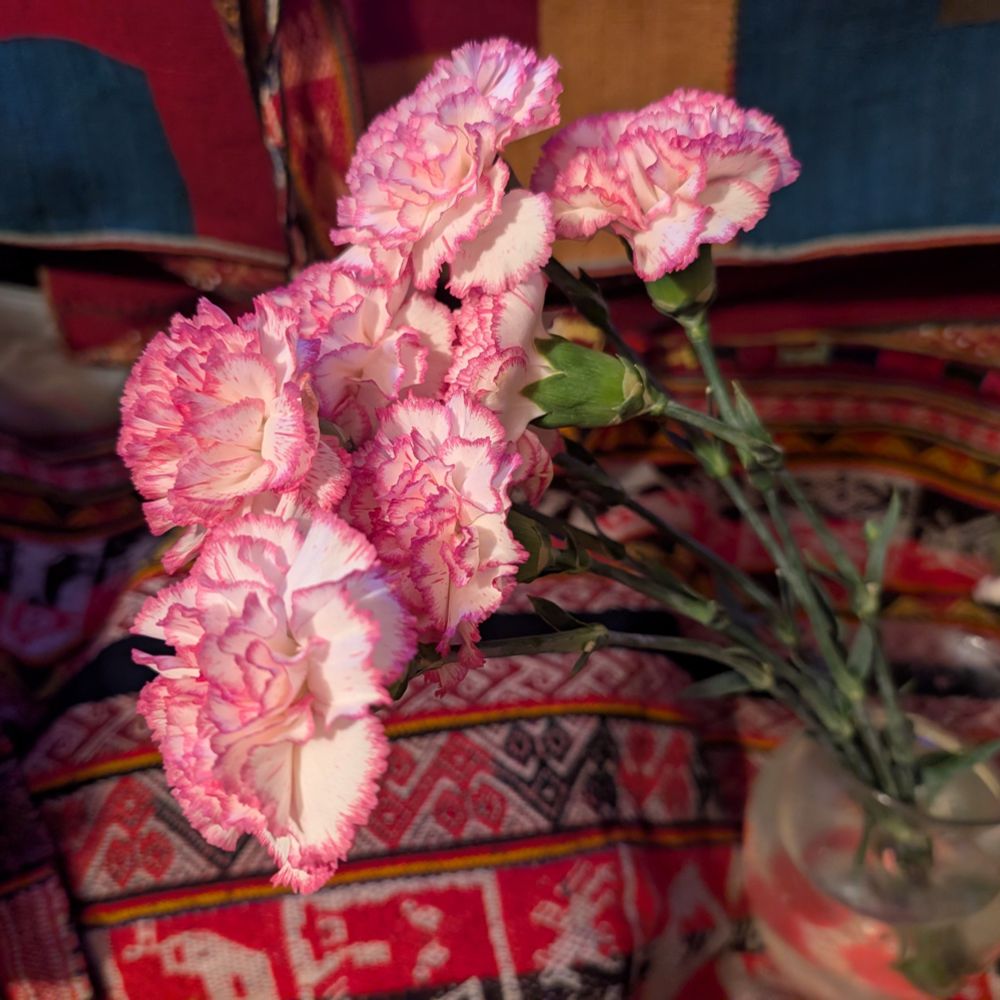 White carnations with pink edges (photographed in front of complex Andean woven textiles)