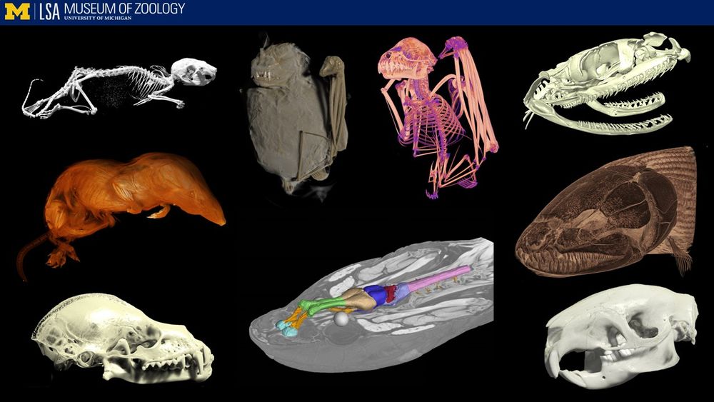 9 images of animals rendered in 3d from CT scans. top row: a mouse skeleton, a Jamaican fruit bat skin, a Jamaican fruit bat skeleton, snake skull
second row: a shrew muscle image, a snake brain, a bowfin fish
bottom row: a bat skull, a rodent skull