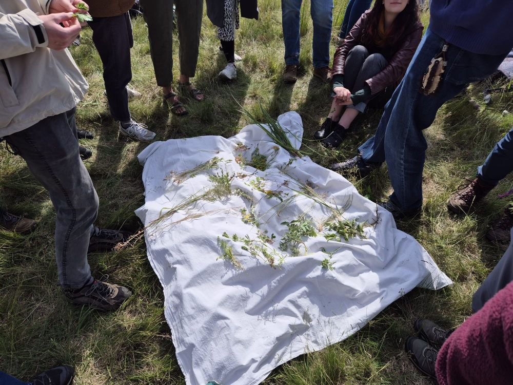 Pparticipants are standing, kneeling or squatting, observing plants laid out on a white cloth on the ground.