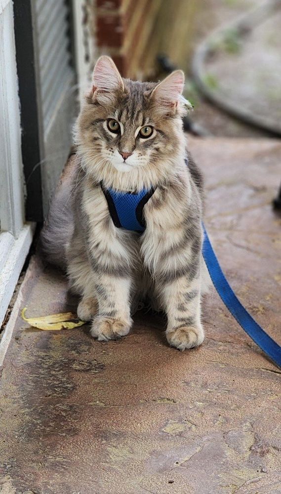 A baby Maine Coon in a harness and leash