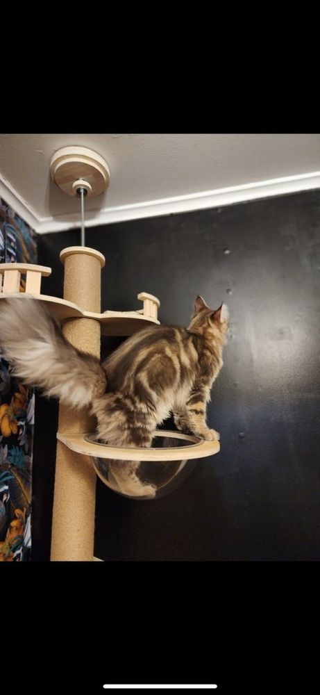 Cat looking at a black wall