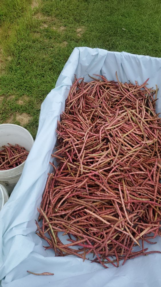 A few purple-hull peas