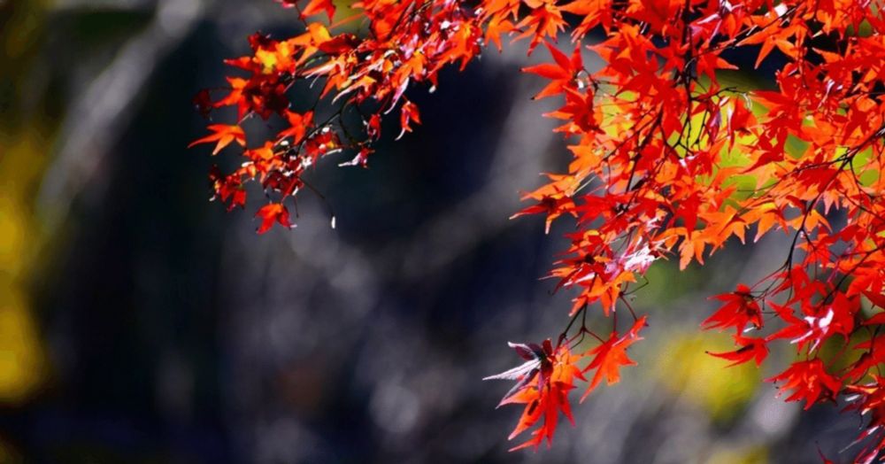 【小説】『完全な造花』「長月の初め」｜浅間香織