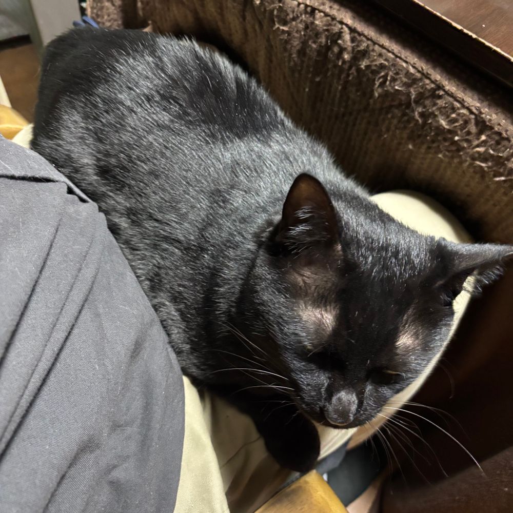 膝に乗るくろねこ