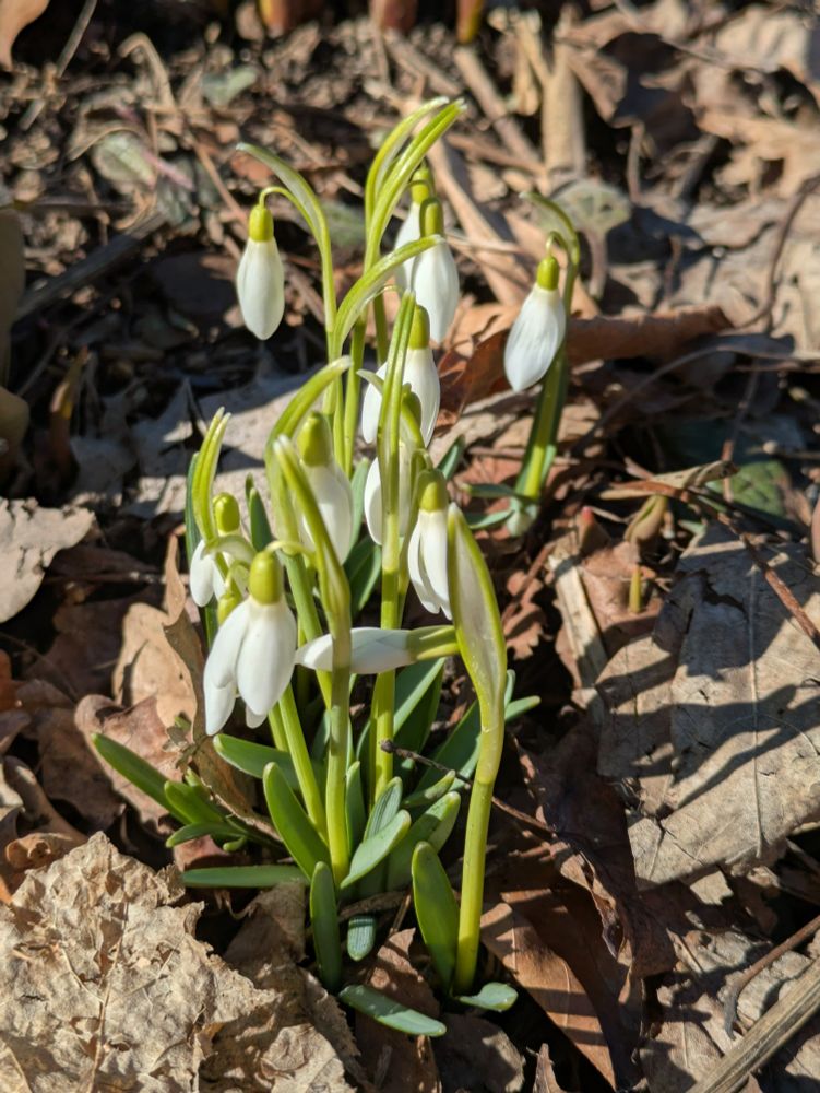 A cluster of white snowdrops in the sunshine. They're pushing up through a mass of dead brown leaves, and they're such a punch of bright happy colour against the dark, drab ground.