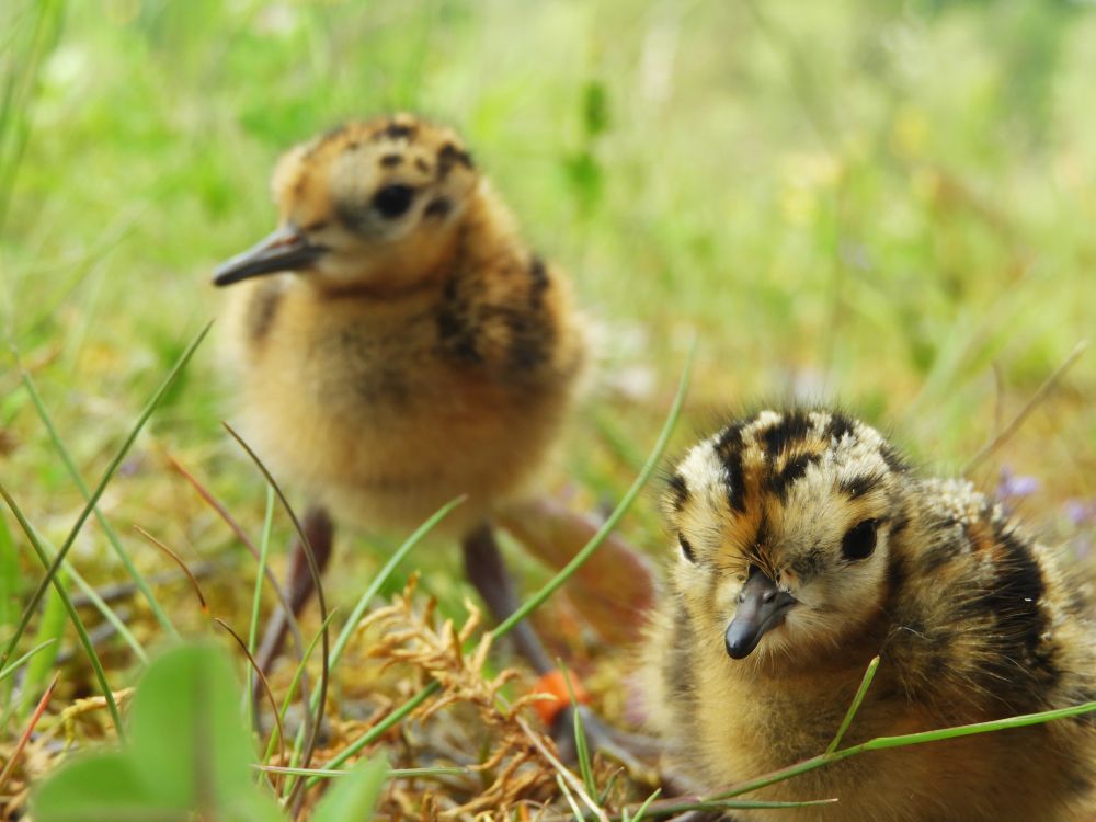 Two 3-day-old ruff chicks sitting in grass