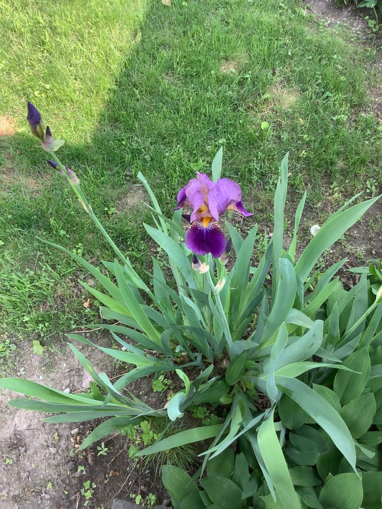 Purple irises in bloom