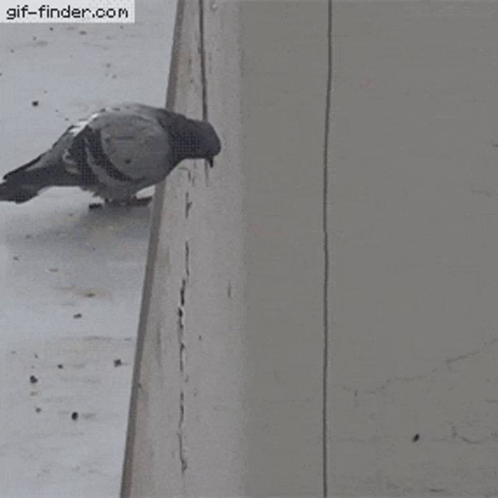 a pigeon is perched on a ledge of a building looking for food .