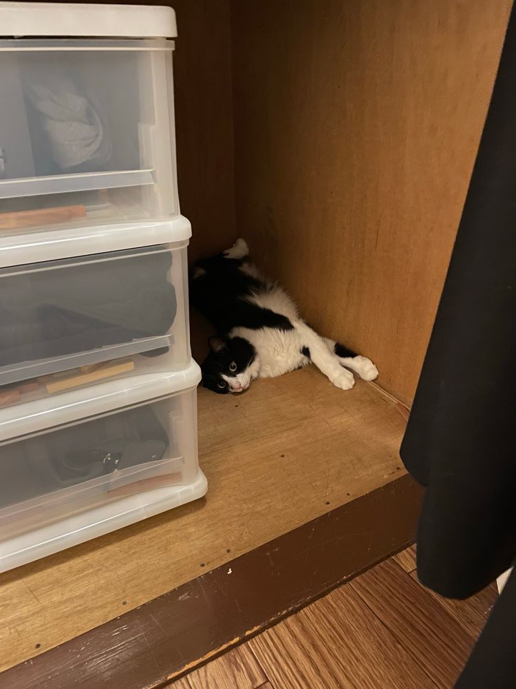 押入れが好きすぎてごろごろ寝返りをしているところの猫