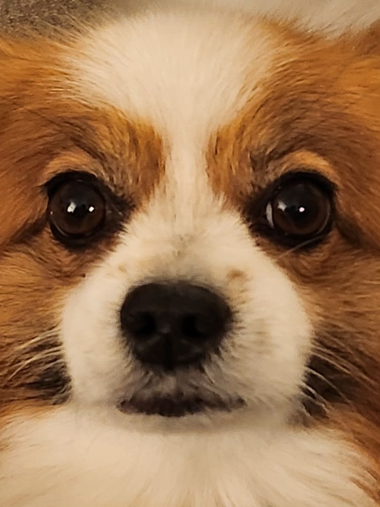 Close-up of brown and white Papillon dog looking into the camera with huge brown eyes.