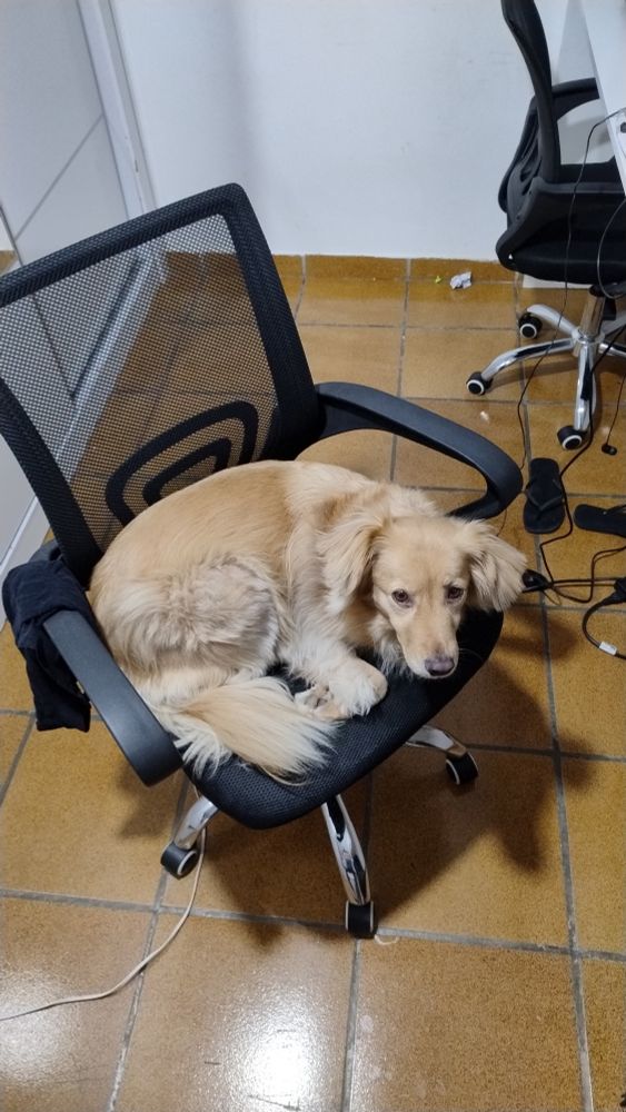 Cachorra deitada em cadeira giratória