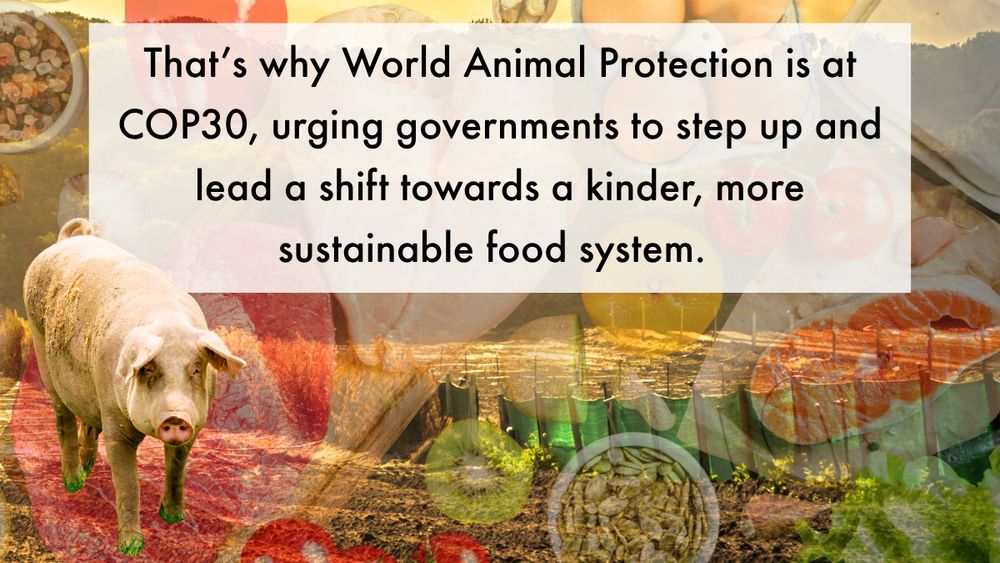 Background image of a field with food items overlayed including eggs, chicken and tomatoes, with an image of a pig in the lower left corner. text reads: That’s why World Animal Protection is at COP30, urging governments to step up and lead a shift towards a kinder, more sustainable food system.