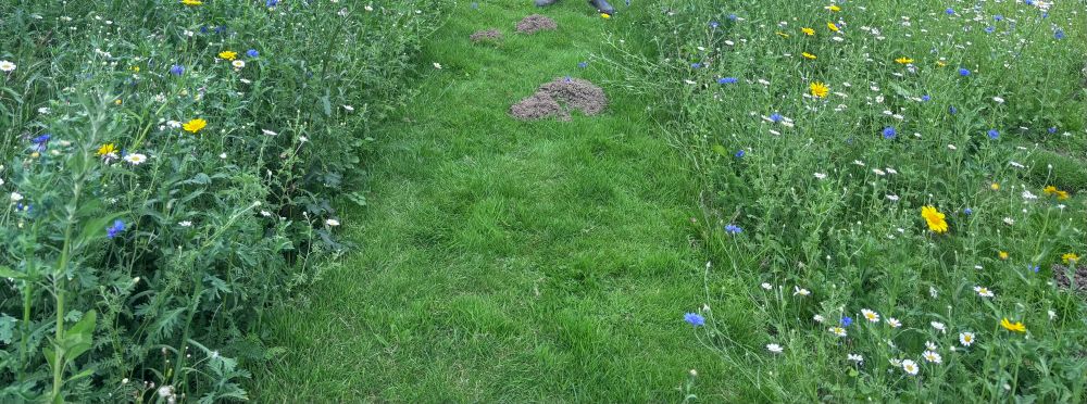 Molehills in a strip of mown grass with wildflowers either side 
