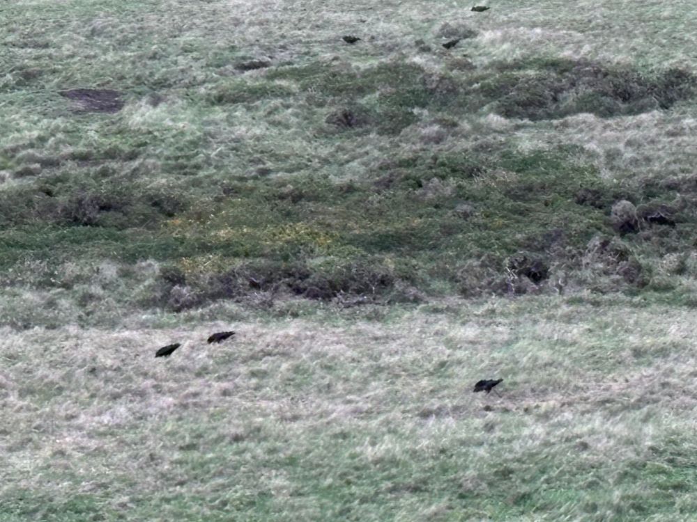 3 black choughs on a scubby green  grassland 