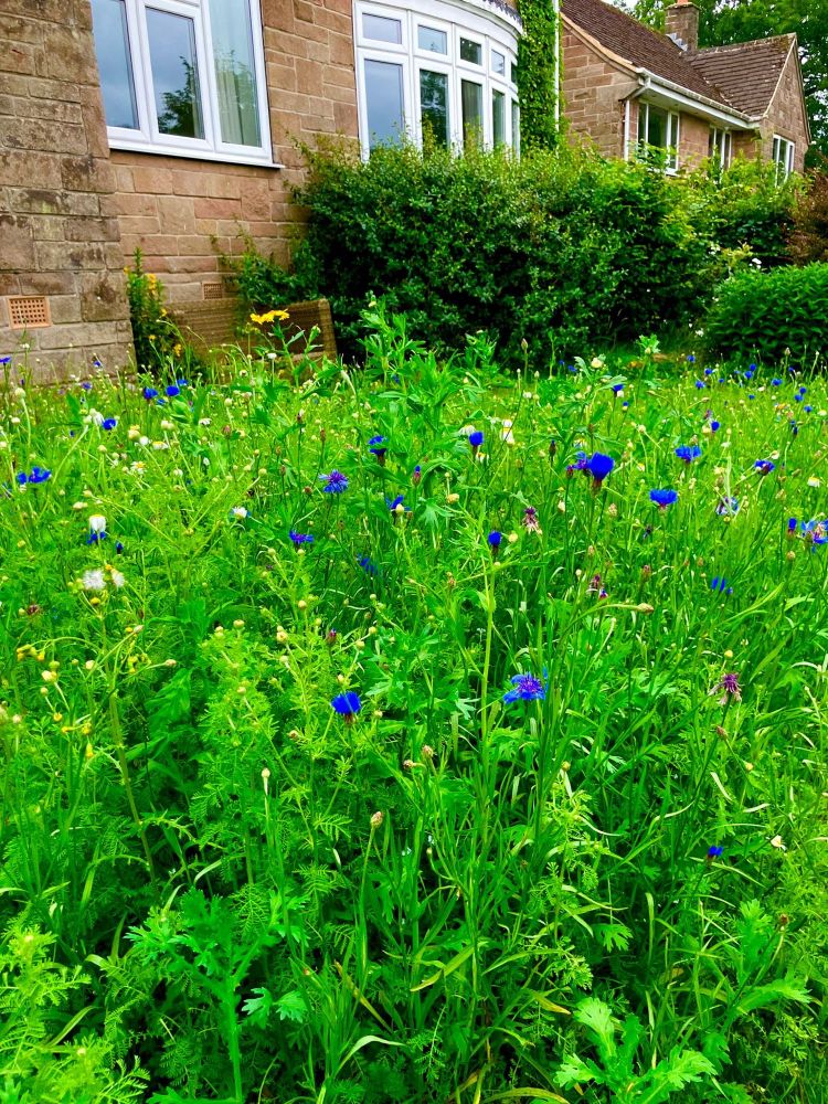 Cornflowers growing in wild meadow 