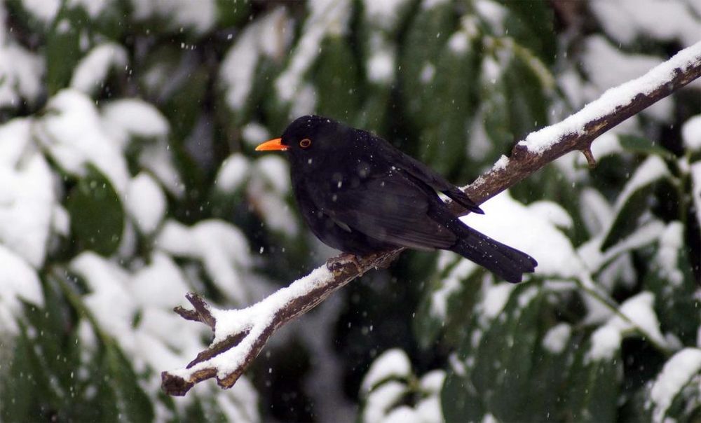 Blackbird sitting on a snow covered branch, as more snow falls