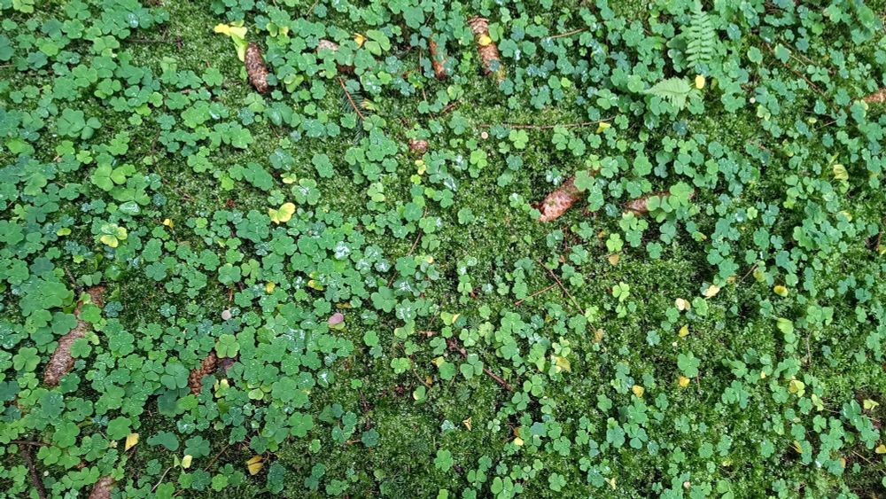 Chão da floresta cheio de musgo e trevos verdes