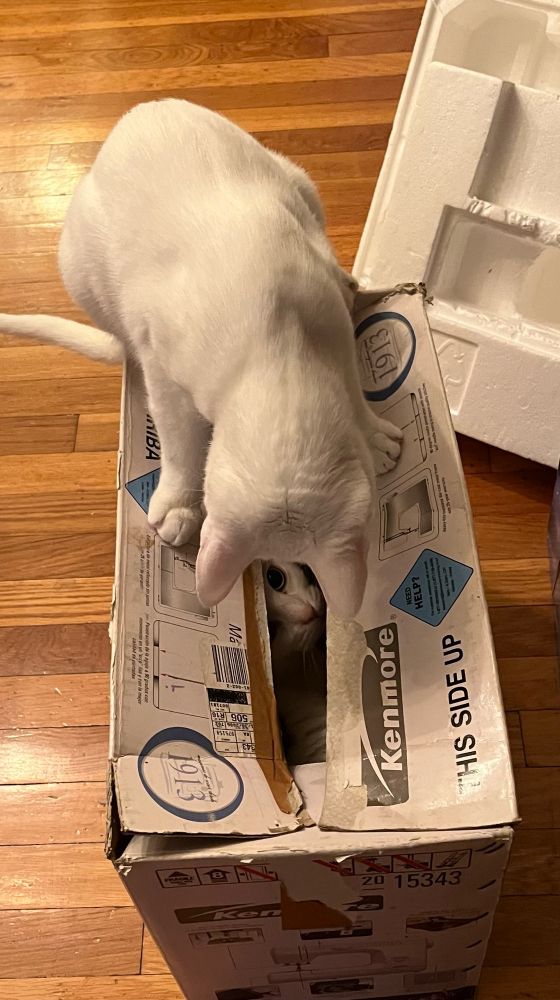 White cat on top of a box looking in at his very annoyed older sister who’s eyes you can see peeking through the crack in the flaps. 