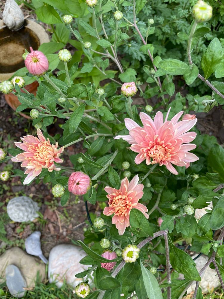 Blushy apricotish pink mums. I swoon. 