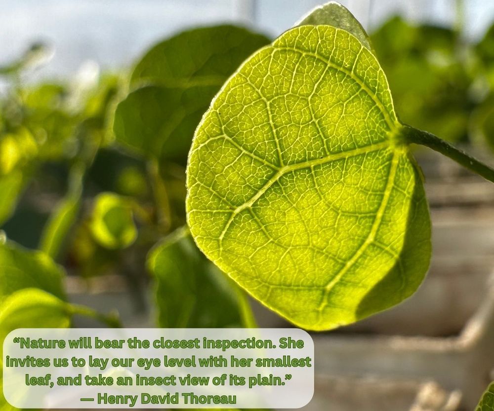 A close-up of a green leaf blade in the morning, showing it's branching veins and expanding venules.

A text box on the bottom, left corner shows the following text:
"Nature will bear the closest inspection. She invites us to lay our eye level with her smallest leaf, and take an insect view of its plain."

Henry David Thoreau