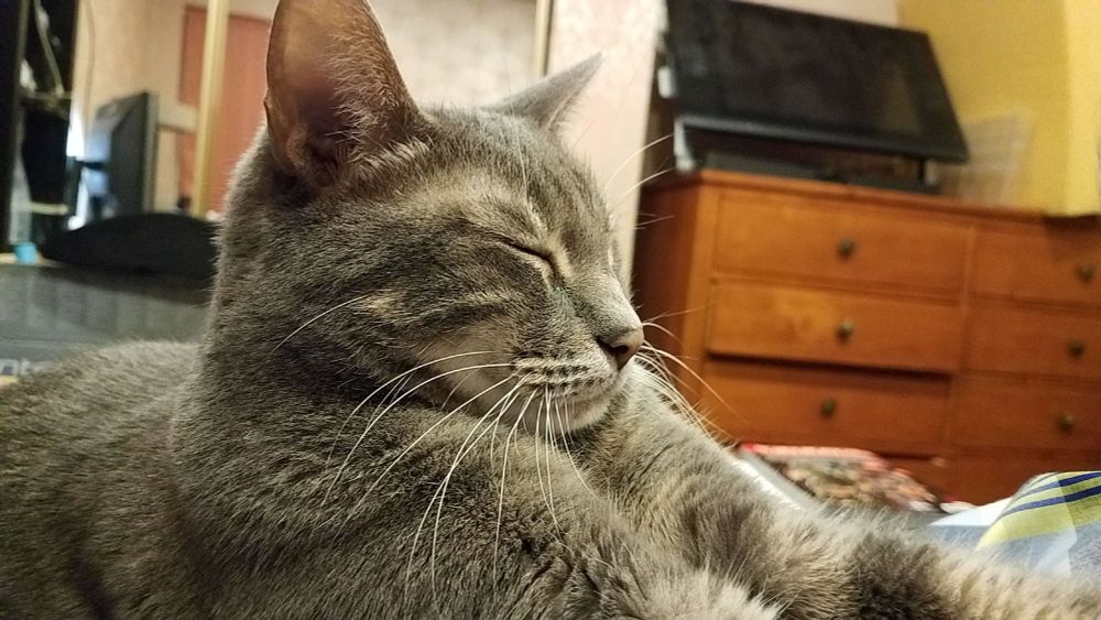 Grey tabby cat resting peacefully.