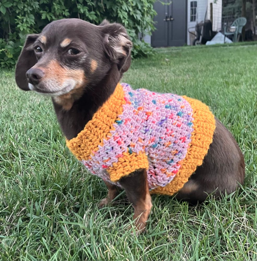 My dog in a crochet shirt we made