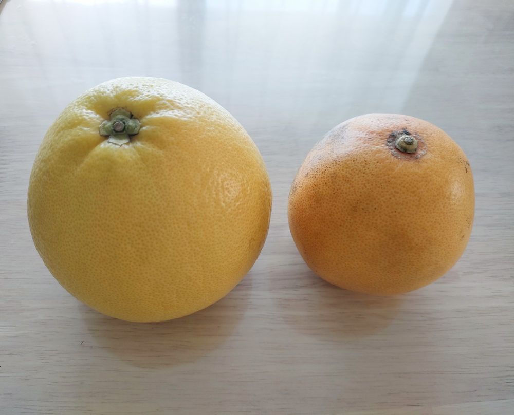 疑惑のグレフル