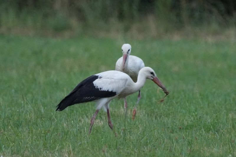 Zwei Jungstörche lernen Futter zu suchen
