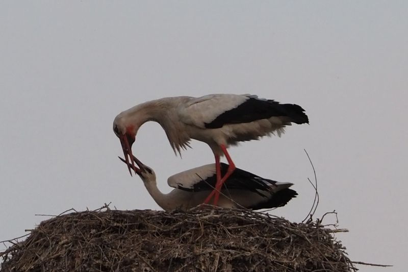 Nur der jüngste Jungstorch bettelt um Futter. Die beiden älteren sind nicht mehr zum Nest zurückgekommen; sie sind nicht mehr von ihren Eltern abhängig. Sie verlassen das Nest.