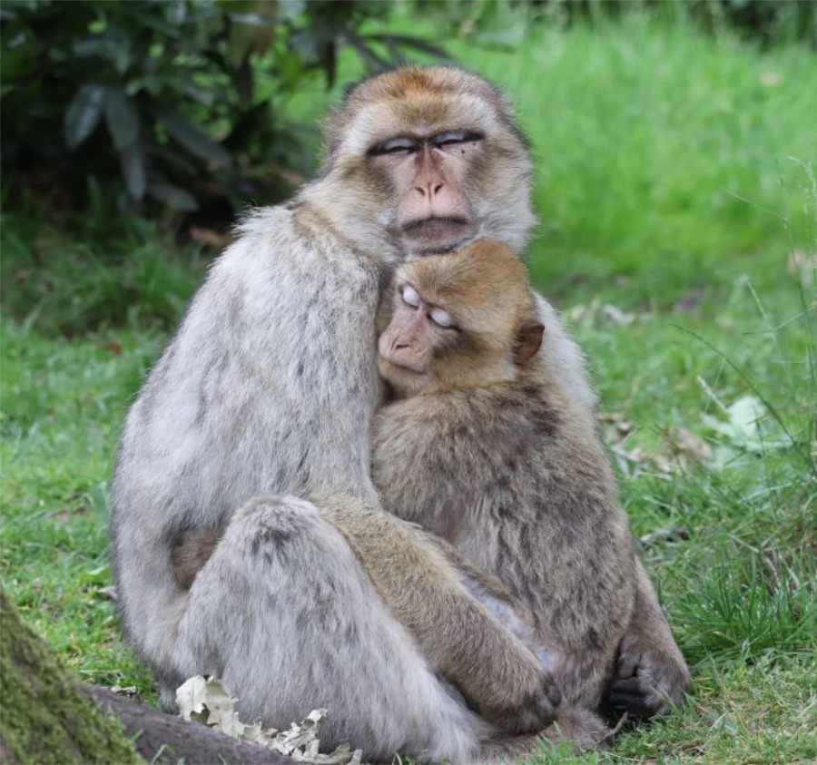 Photo of an adult male Barbary macaque hugging a juvenile. Both animals have their eyes closed, as if napping togeter, adorably. Photo by Alyssa M. Arre