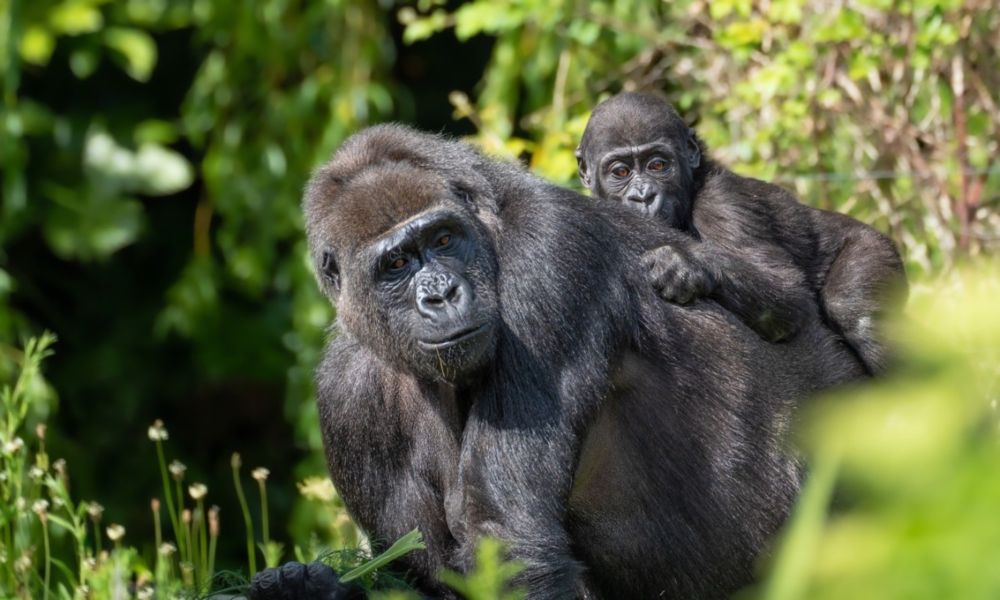 Gorilla Dad Sweetly Refuses to Give Baby Back to Mom at Zoo Atlanta