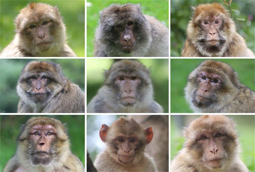 A collection of 9 faces of Barbary macaques, a different species than those studied in Japan, Japanese macaques. (Photo: Alyssa M Arre)