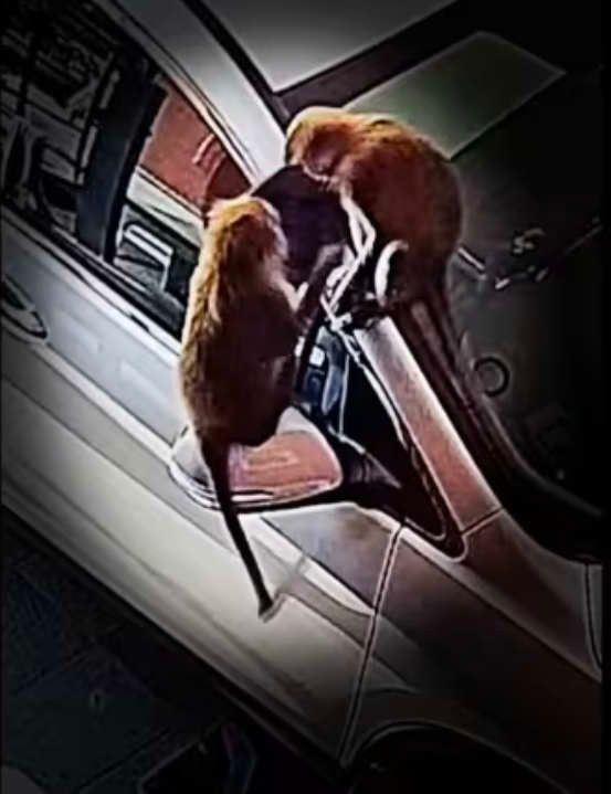 Grainy photo adapted from security camera footage shows two small macaques trying to rip a mirror off of a car.
