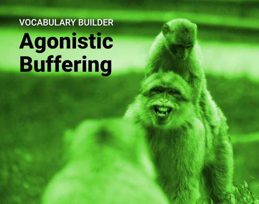Photo of an adult male Barbary macaque facing off against another male while a young macaque sits on his back. The adult has a fear expression, a wide-mouth "smile" showing his teeth. Chances are this guy grabbed the little one in response to the other fellow's aggression.