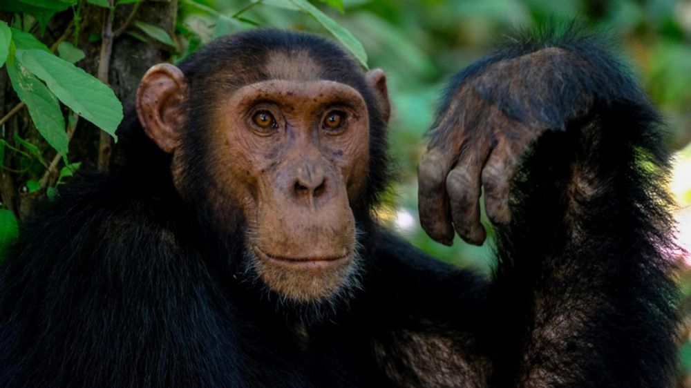 Chimpanzee Attack: Infant Hospitalised After Suffering Critical Injuries In Western Uganda