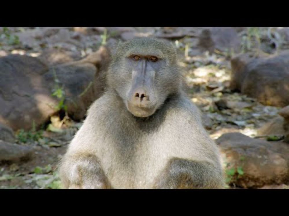 Alpha Baboon Stands Up for His Bullied Offspring (4K)
