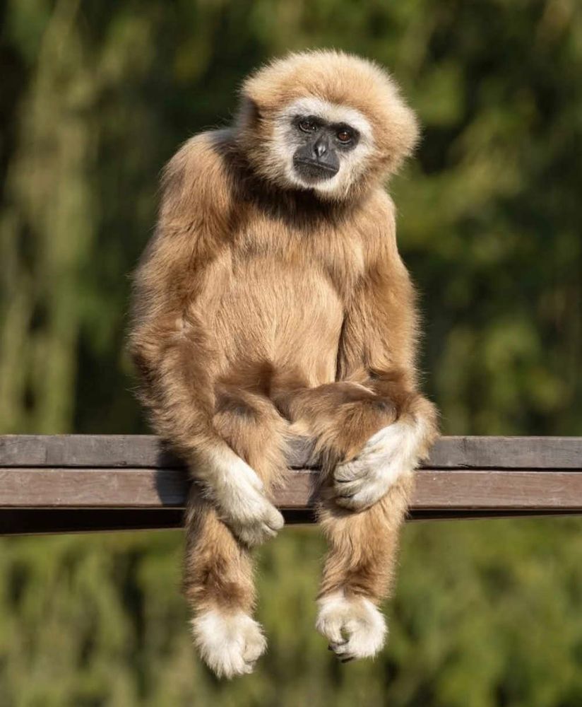 Photo of a "white-handed" lar gibbon sitting on a wood plank with their hands on their knees, wearing an expression that suggests boredom, as if posing for a professional portrait. The ape has light brown fur with black face surrounded by a halo of white fur, and white hands and feet. 
