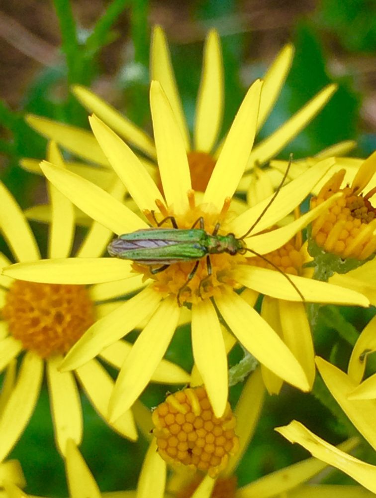 A pic I took of a pretty yellow daisy being pollinated by a Thick-legged Flower beetle. The daisy has a flat flower, which means the beetle can reach its food because it only has short mouth parts.