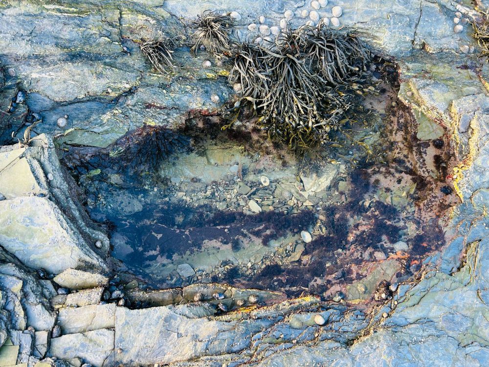 A vibrant rock pool with sea weed at the top 