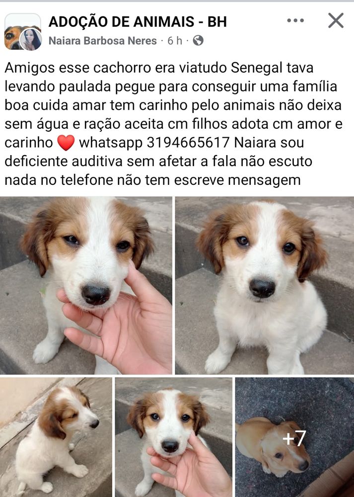 Anúncio de um cão lindo para adoção.