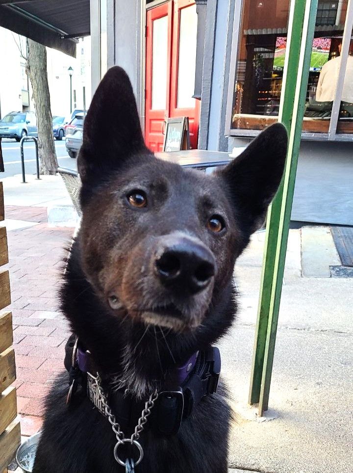 black dog at sidewalk cafe