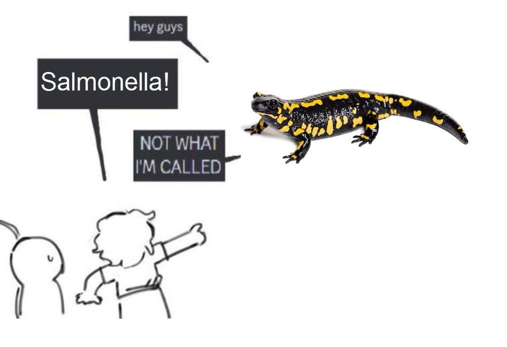 A meme showing a salamander saying “hey guys” to two stick figures. One points and yells “Salmonella!” The salamander replies “Not what I’m called” in what we can only assume is a long-suffering and weary tone.