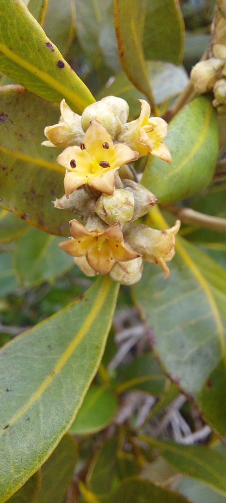 Also a close up (from 1cm away) of NZ Mangrove flowers. these ones have five petals and are in a cluster at the end of stalks in various stages of bud to full bloom. Also, they have little black stamens. The other ones didn't.