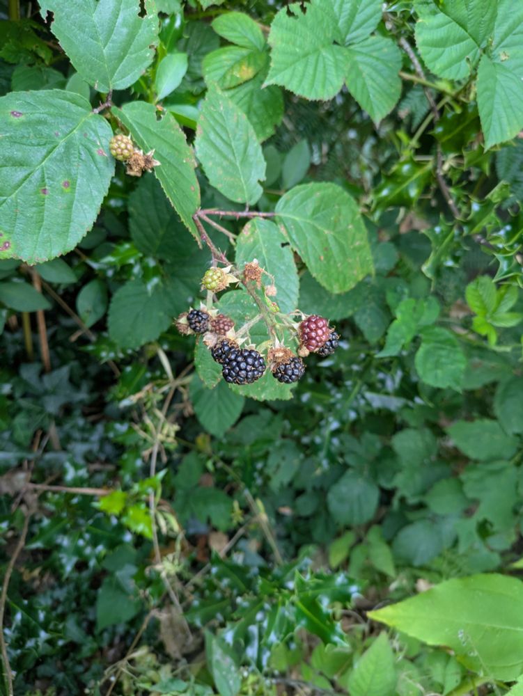Blackberries